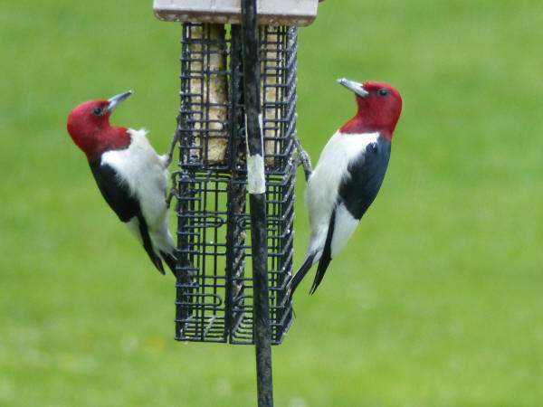 Home Sweet Home For A Red-headed Weaver